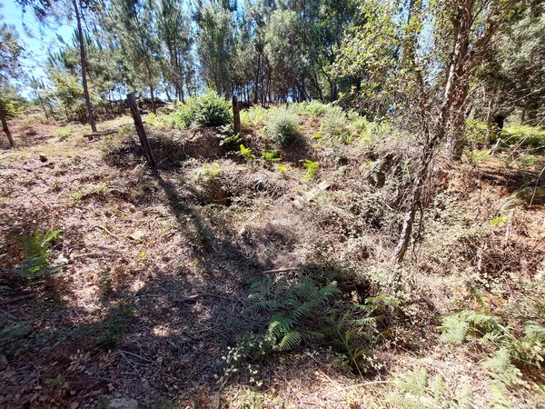 Forno do Cabeço da Cotovia em estado de abandono em 2022.jpg